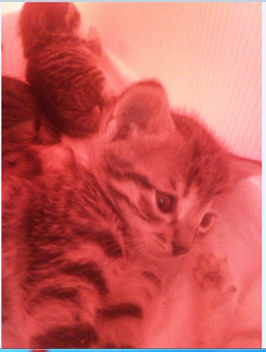 Name:  kedie.JPG
Views: 622
Size:  31.3 KB
