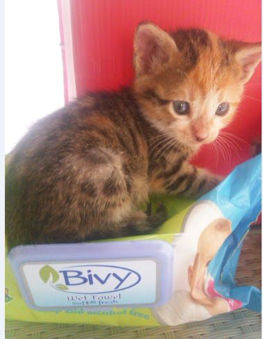 Name:  yav.JPG
Views: 385
Size:  34.7 KB