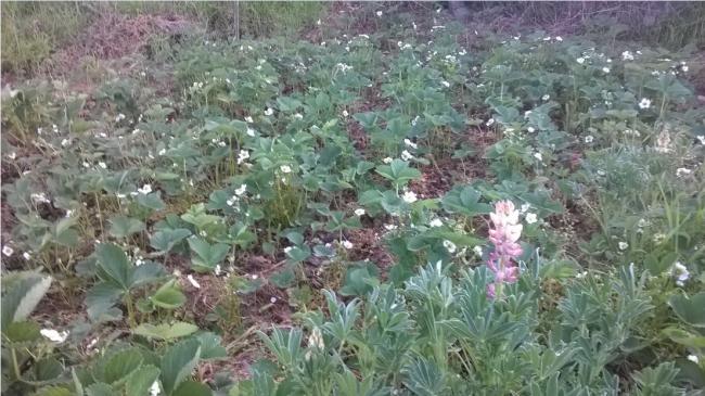 Name:  ilek - lupin 16-5-15.jpg
Views: 829
Size:  57.7 KB