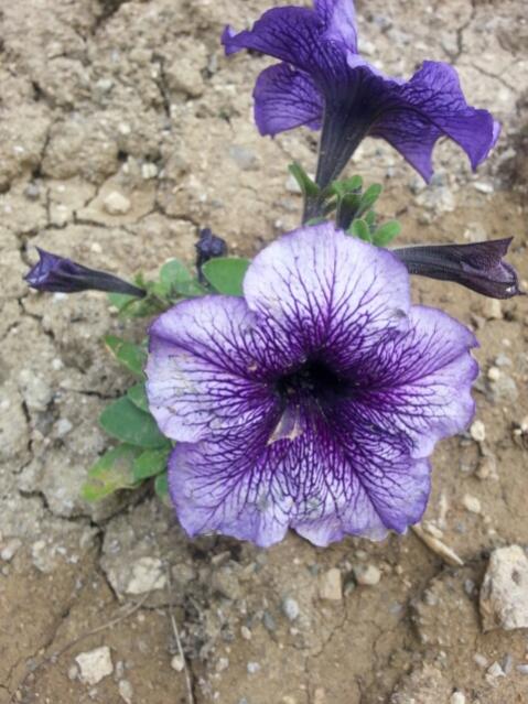 Name:  20150518_112136.jpg
Views: 647
Size:  56.3 KB