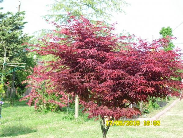 Name:  200.jpg
Views: 1119
Size:  71.8 KB