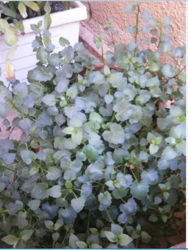 Name:  karu.JPG
Views: 321
Size:  47.9 KB