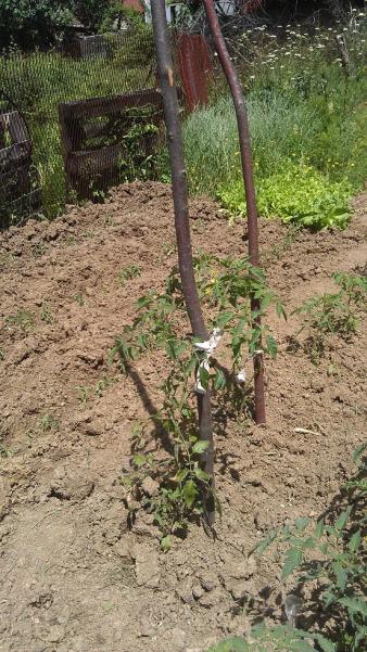 Name:  IMAG0770.jpg
Views: 818
Size:  70.4 KB