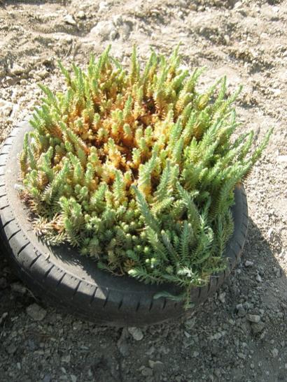 Name:  sedum.jpg
Views: 571
Size:  61.9 KB