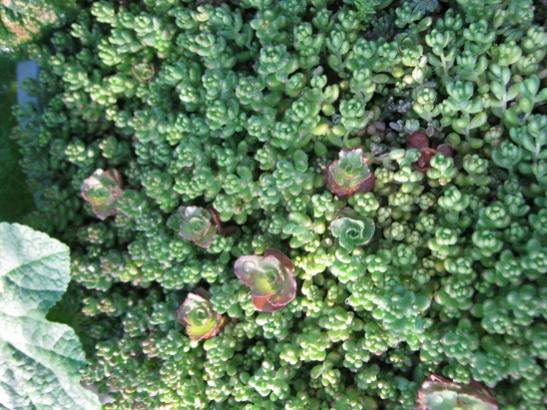 Name:  sedum1.jpg
Views: 600
Size:  57.7 KB