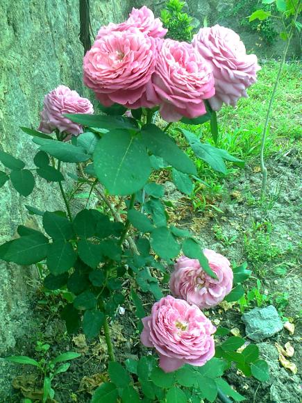 Name:  Fotoraf2736.jpg
Views: 530
Size:  77.8 KB