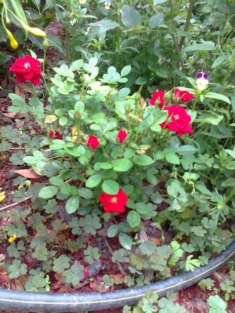 Name:  Fotoraf2721.jpg
Views: 256
Size:  80.2 KB