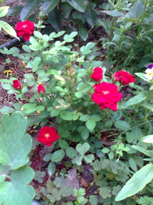 Name:  Fotoraf2722.jpg
Views: 262
Size:  77.2 KB