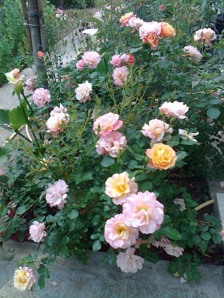 Name:  Fotoraf2725.jpg
Views: 265
Size:  76.5 KB