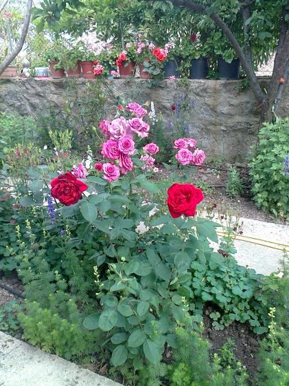 Name:  Fotoraf2732.jpg
Views: 611
Size:  75.4 KB