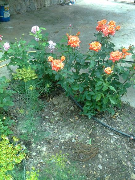 Name:  Fotoraf2733.jpg
Views: 517
Size:  73.8 KB