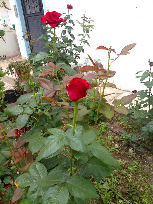 Name:  Fotoraf2740.jpg
Views: 732
Size:  75.6 KB