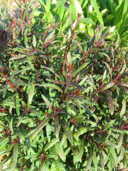 Name:  gaura ..jpg
Views: 1075
Size:  68.0 KB