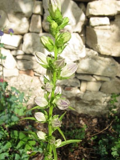 Name:  kampanula tomurcuk.jpg
Views: 983
Size:  40.5 KB