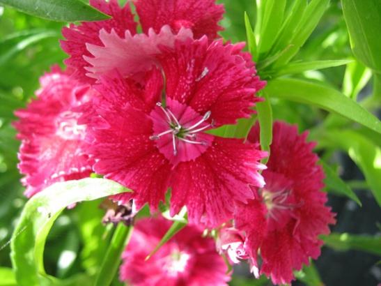 Name:  hsnyusuf2.jpg
Views: 1267
Size:  36.8 KB