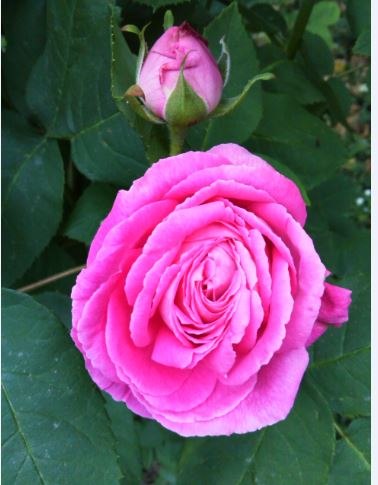 Name:  pem5.JPG
Views: 280
Size:  38.8 KB