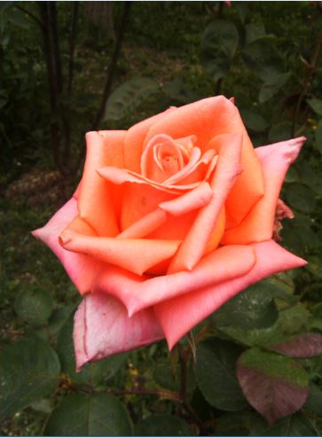 Name:  gu2.JPG
Views: 288
Size:  34.5 KB