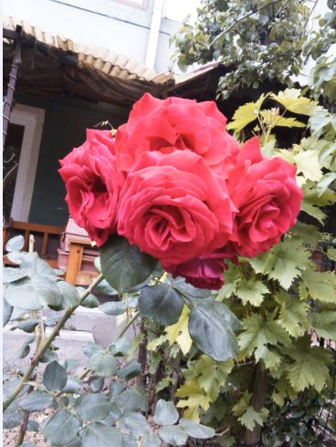 Name:  gu3.JPG
Views: 289
Size:  52.8 KB