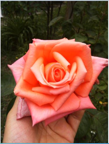 Name:  gu4.JPG
Views: 290
Size:  36.8 KB