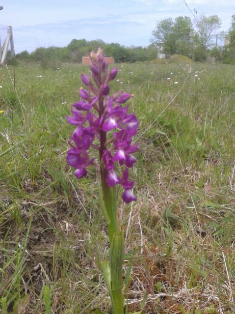 Name:  20150508_123510.jpg
Views: 1565
Size:  63.6 KB