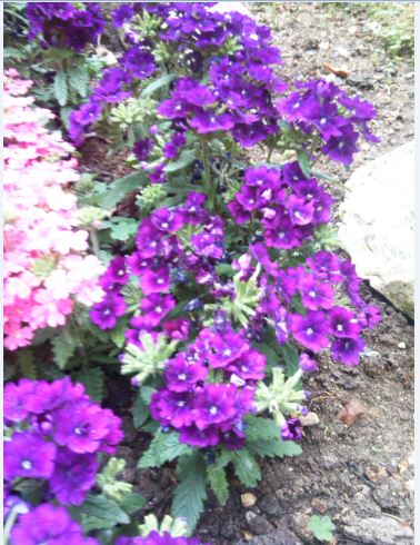 Name:  ve3.JPG
Views: 623
Size:  62.3 KB