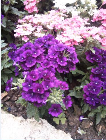Name:  ve4.JPG
Views: 603
Size:  58.4 KB