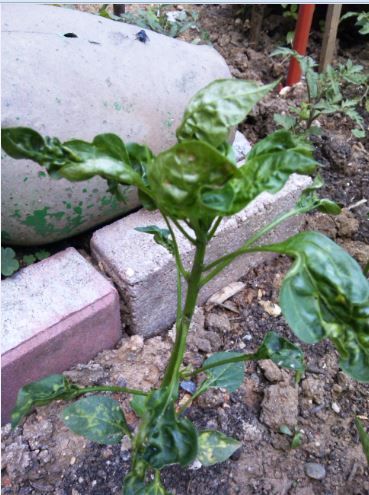 Name:  bib1.JPG
Views: 634
Size:  55.3 KB