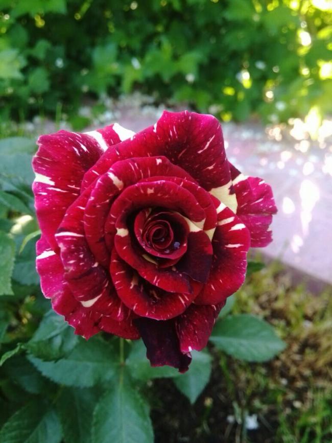 Name:  image.jpg
Views: 376
Size:  67.0 KB
