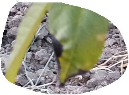 Name:  CEV-1-1.jpg
Views: 702
Size:  50.8 KB