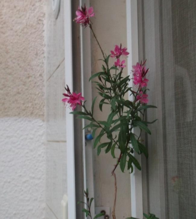 Name:  DSCF7159.jpg
Views: 614
Size:  44.8 KB