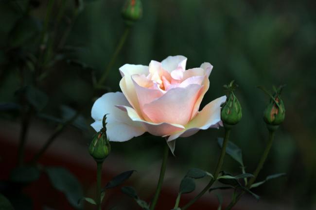 Name:  IMG_1482.jpg
Views: 750
Size:  20.0 KB