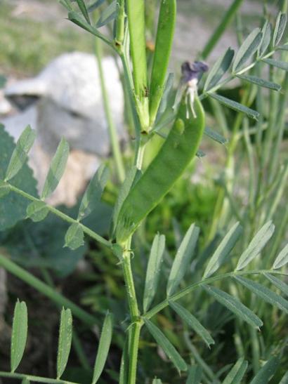 Name:  yabani bezelye t.jpg
Views: 1572
Size:  33.6 KB