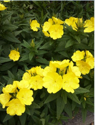 Name:  gu2.JPG
Views: 617
Size:  45.3 KB