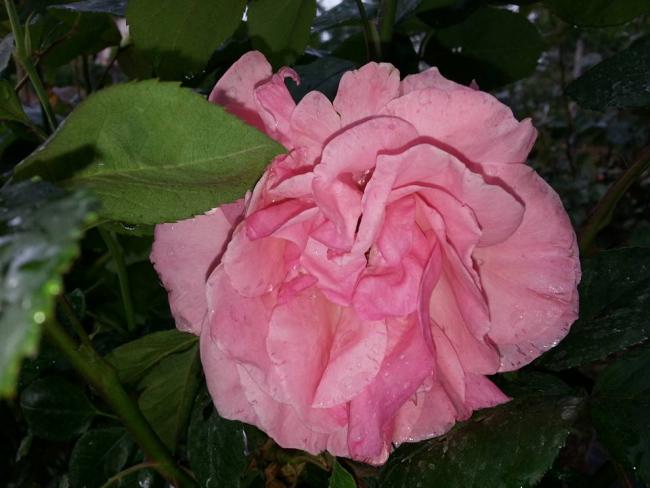 Name:  10505560_10153346869778415_8127581434360708715_n.jpg
Views: 413
Size:  40.3 KB