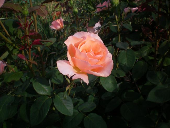 Name:  100_0173.jpg
Views: 1145
Size:  39.7 KB