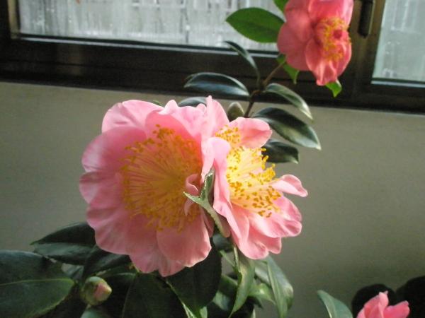 Name:  PC121588.jpg
Views: 1218
Size:  31.7 KB