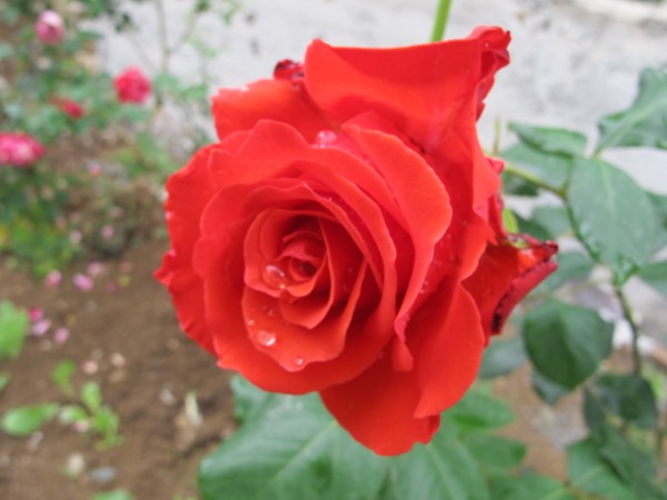 Name:  IMG_6288 (600 x 450).jpg
Views: 632
Size:  47.3 KB