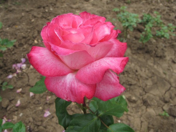 Name:  IMG_6190 (600 x 450).jpg
Views: 606
Size:  57.2 KB