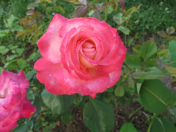 Name:  IMG_6225 (600 x 450).jpg
Views: 838
Size:  58.8 KB
