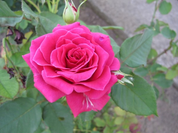 Name:  IMG_6237 (600 x 450).jpg
Views: 605
Size:  55.3 KB