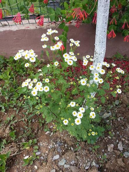 Name:  549366_10153355419118415_1931041313355395407_n.jpg
Views: 651
Size:  78.0 KB