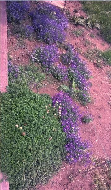 Name:  alyssum 31.05.2015.jpg
Views: 616
Size:  68.0 KB
