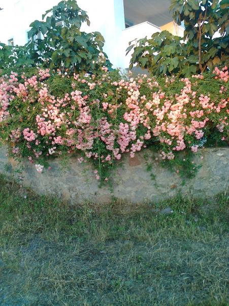 Name:  Fotoraf2818.jpg
Views: 522
Size:  77.1 KB