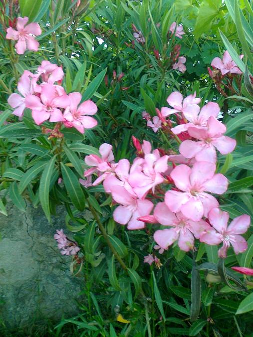 Name:  Fotoraf2816.jpg
Views: 507
Size:  76.7 KB