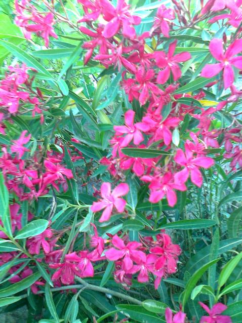 Name:  Fotoraf2815.jpg
Views: 508
Size:  78.5 KB