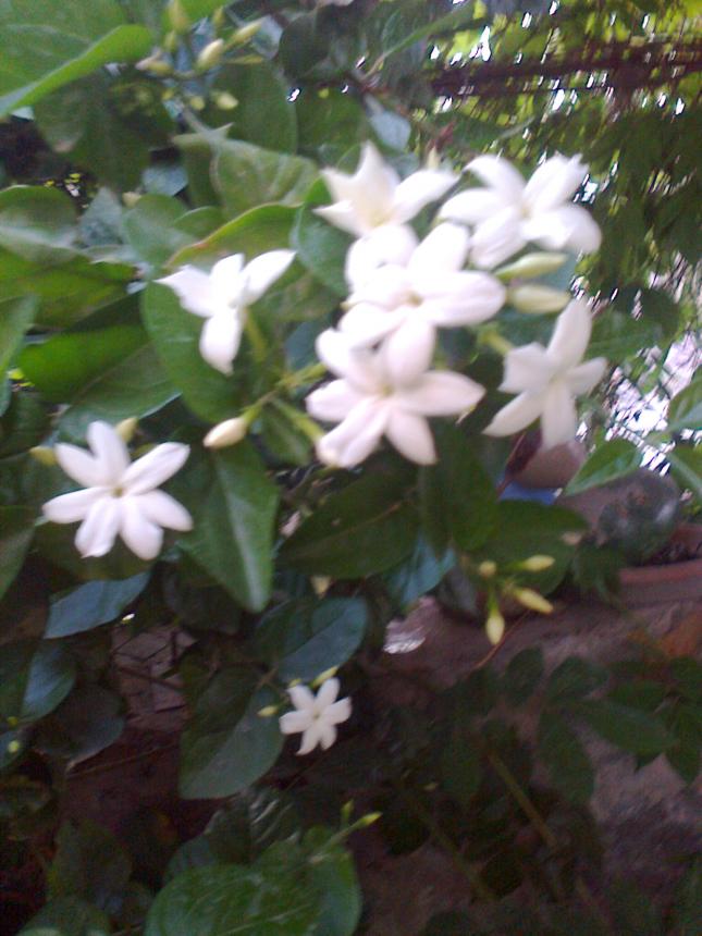 Name:  Fotoraf2817.jpg
Views: 494
Size:  69.7 KB
