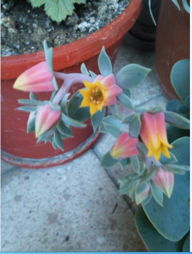 Name:  ec.JPG
Views: 504
Size:  37.9 KB