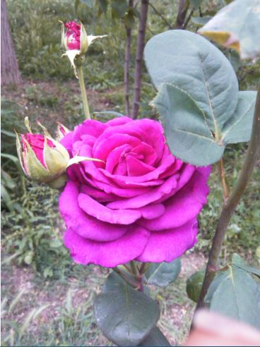 Name:  k5.JPG
Views: 721
Size:  45.5 KB
