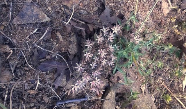 Name:  yabani sedum 1-1.6.2015.jpg
Views: 759
Size:  69.5 KB