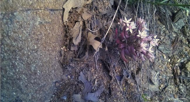 Name:  yabani sedum 2-1.6.2015.jpg
Views: 733
Size:  66.9 KB